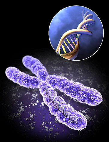 Хромосома и ДНК