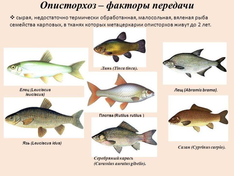 От какой рыбы можно заразиться описторхозом