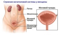 Фото строения женской мочеполовой системы