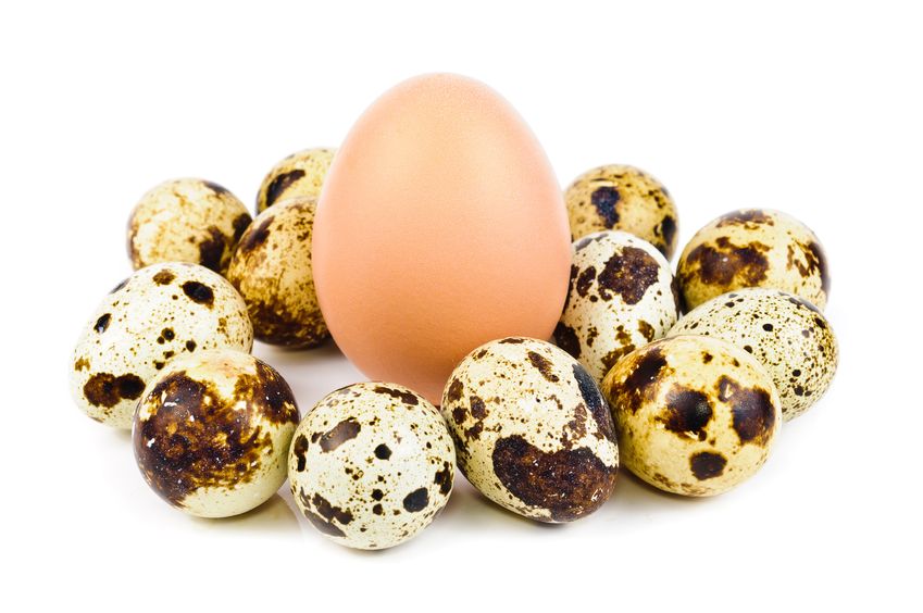 По содержанию витаминов неоспоримое первенство также за перепелиными яйцами, что существенно увеличивает их пищевую ценность. 