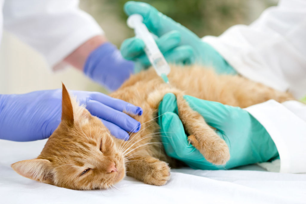 Внутримышечная инъекция антибиотика кошке 