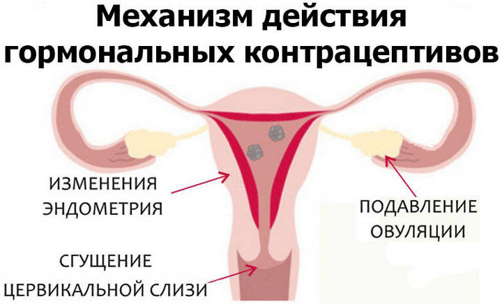 Механизм действия гормональных контрацептивов