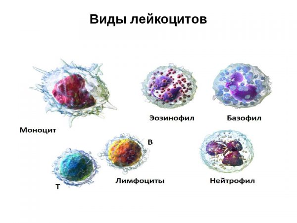 Виды лейкоцитов (схема)