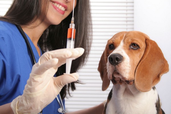 вакцинирование животных