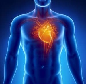  Негативний вплив алкоголю на серцево-судинну систему